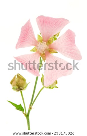 Isolated blossom of a pink malva flower
