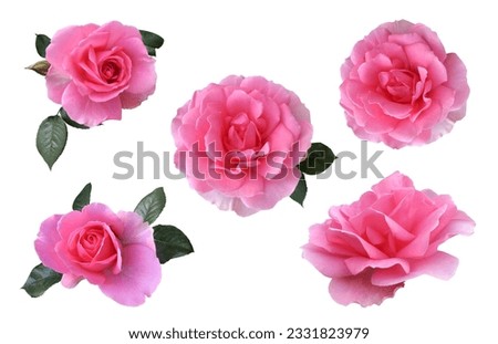 Pink isolated roses set without leaves delicate flower branch , cutout object for decor, design, invitations, cards, soft focus and clipping path