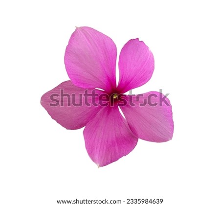 a pink flower on a white background