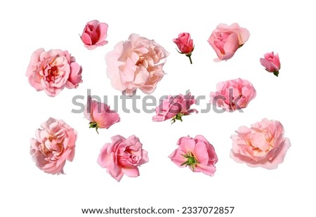 Arrangement of pink roses on white background