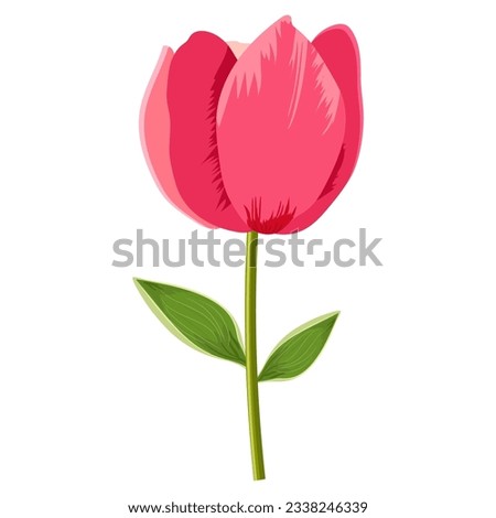 hand drawn tulip flower isolated on white background