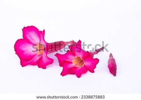 Impala Lily, Desert Rose, Mock Azalea, Pinkbignonia, Adenium fl, pink flowers on a white background