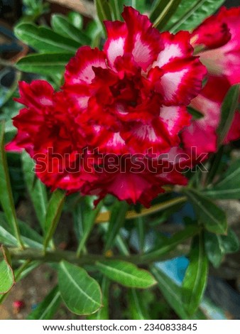 Adenium flowers that are mixed with pink and white