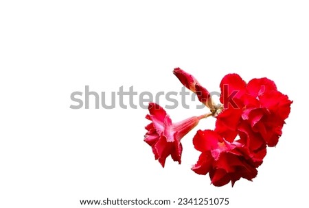 The Red Adenium from Thailand for Design, Background and Wallpaper