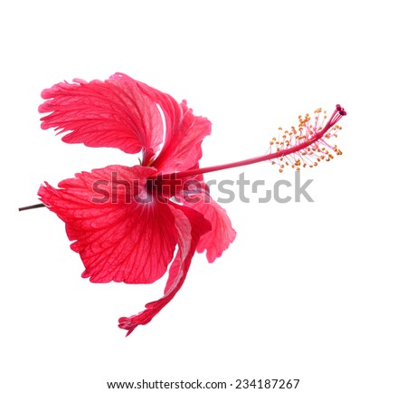 Chaba Flower isolated on white backgrount