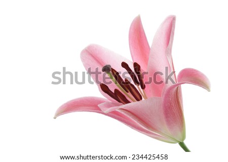 Pink lily isolated on white background 