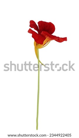Closeup red nasturtiums flower isolated.