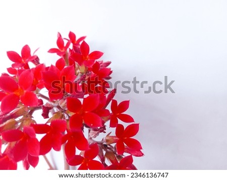 Kalanchoe blossfeldiana. Red flowering ornamental plant. Red flower isolate over white background. Close up of a bouquet of small red flowers.
Cocor bebek. Space for text, card