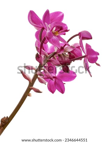 Purple orchid, Philippine ground orchid, Tropical flowers isolated on white background, with clipping path                                