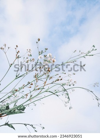 The beautiful wild flower with blue sky background.