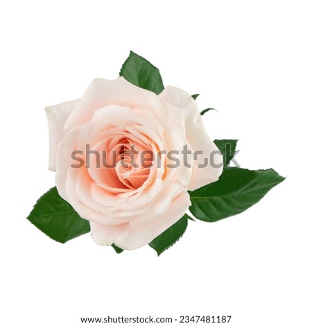 Rose, rose on a green background, wild Rose red, orange white rose