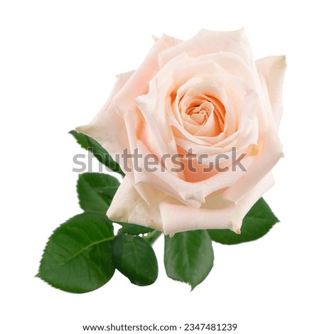Rose, rose on a green background, wild Rose red, orange white rose