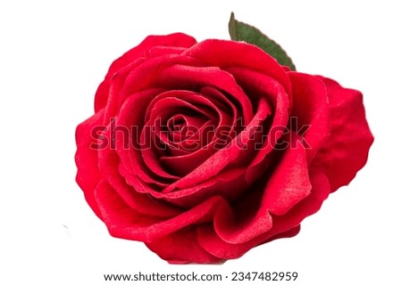 Rose, rose on a green background, wild Rose red, yellow orange white rose