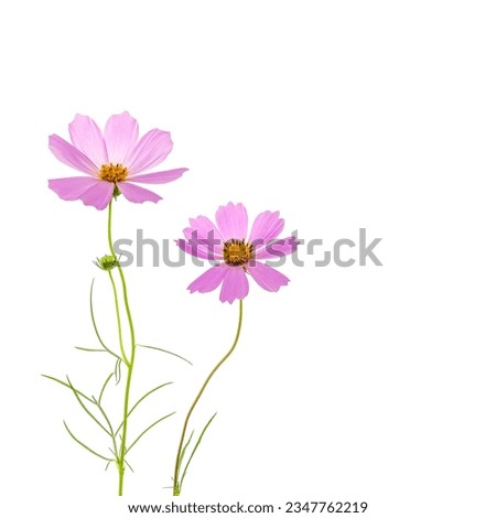 Two pink cosmos flowers on a white background.