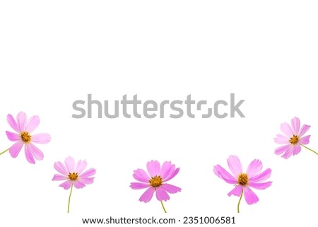 Cosmos flowers on a white background. Top view, flat lay, copy space.