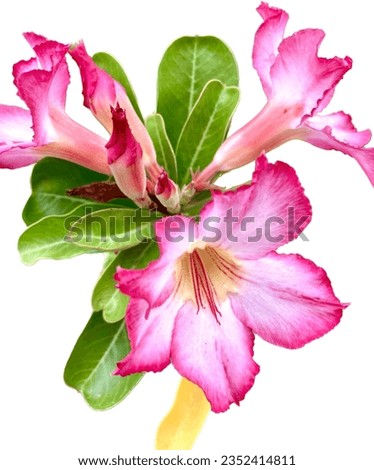 A beautiful flower with soft pink petals and dark edges.