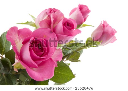 Pink roses in the studio