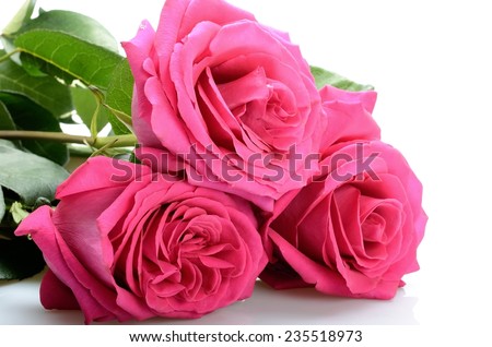 Three of lovely pink roses on a white background