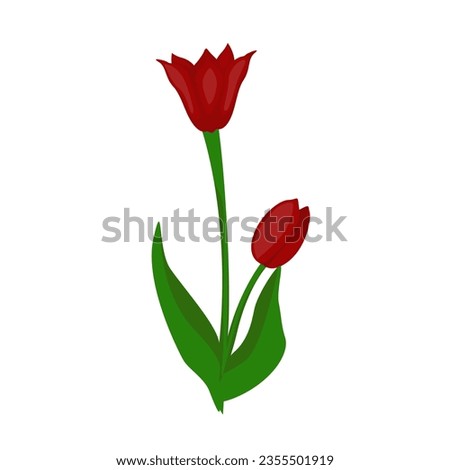 Red blooming and bud tulips illustration