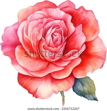 Red rose flower, leaves, watercolor illustration