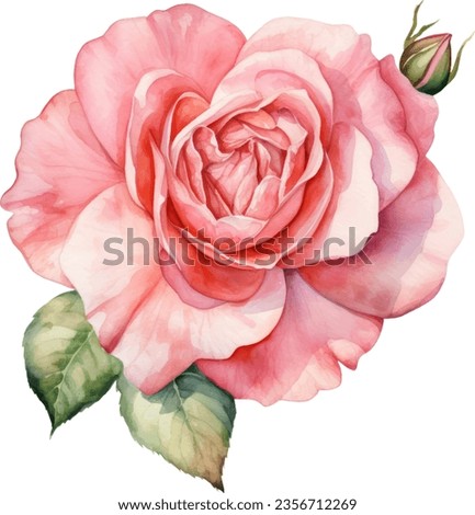 Pink rose flower, leaves, watercolor illustration