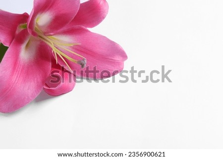 Beautiful pink lily flower on white background, closeup. Space for text