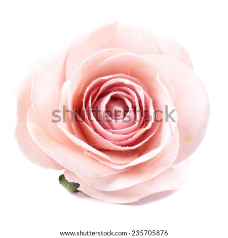 Pink paper rose isolated on white background