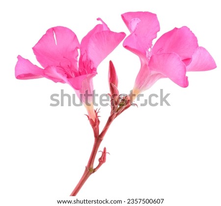 Oleander  flowers isolated on white background