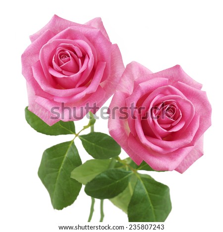 Pink rose bunch isolated on white background