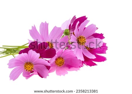 cosmea flowers isolated on white background