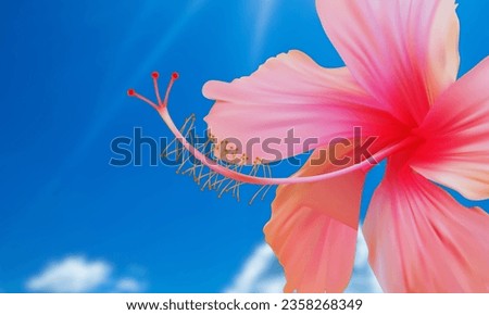 Pink color Hibiscus isolated in blue background.