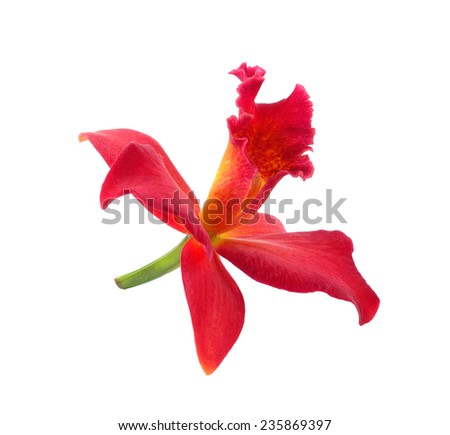 Orchid Flower isolated on white background