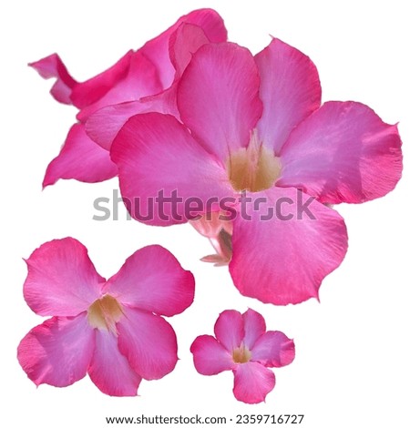 Pink Adenium flowers, large and beautiful flowers, ornamental plant.