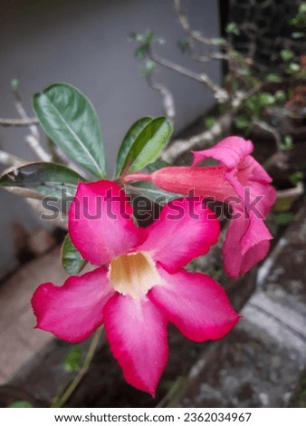 Frangipani Flowers Always Emit Their Pink Color and Always Show Their Beauty