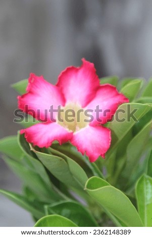 Adenium obesum flower in the garden