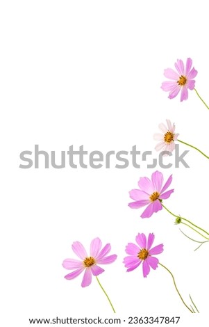 Pink cosmos flowers isolated on white background, corner frame. Top view, flat lay, copy space. Vertical
