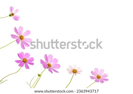 Corner frame of pink flowers on a white background. Top view, flat lay. Beautiful greeting card.