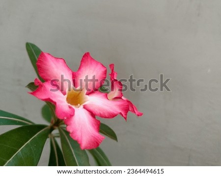 the beautiful adenium flowers in the pot ,it have unique pattern and texture 