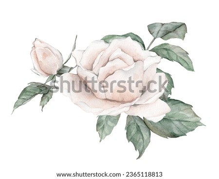 White roses watercolor illustration. hand drawn, isolated white background, flower clipart. for bouquets, wreaths, arrangements, wedding invitations, anniversary, birthday, postcards, greetings