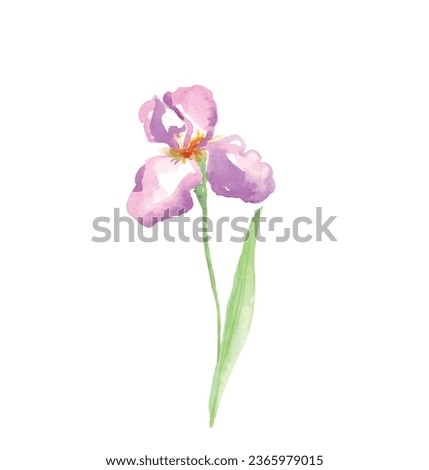 Iris flower vector free design