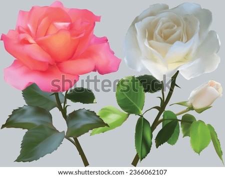 illustration with red and white roses isolated on grey background