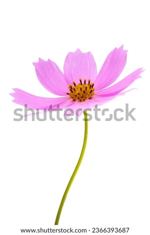 cosmea flowers isolated on white background