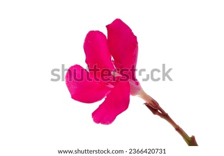 red oleander isolated on white background