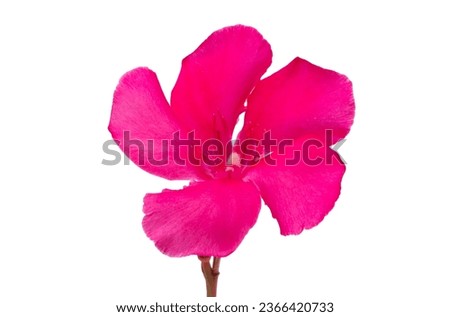 red oleander isolated on white background