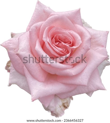 Full bloom of light pink rose
