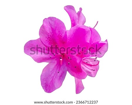 Isolated Purple Rhododendron flower on white background.