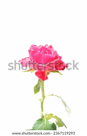 close up of a red rose in bloom against a white background