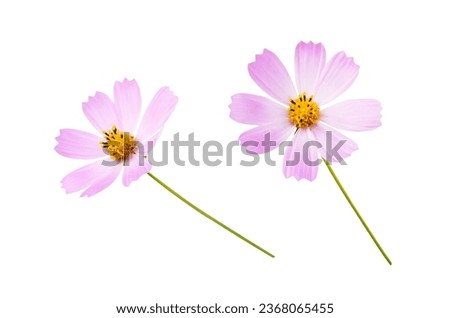 Set of pink cosmos flowers isolated on white