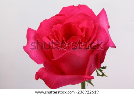 Red rose flower on white background