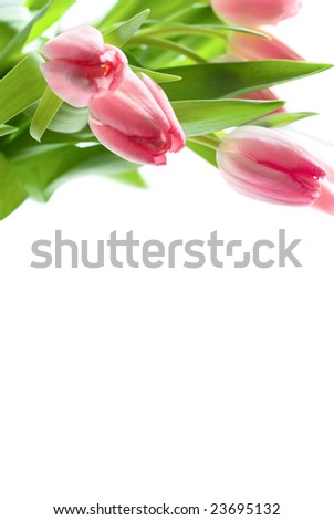 Fresh Pink Tulips with copy space
